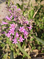 Tulbaghia simmleri
