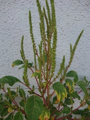 Amaranthus viridis