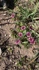 Diascia