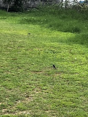 Motacilla maderaspatensis