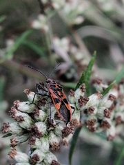 Corizus hyoscyami