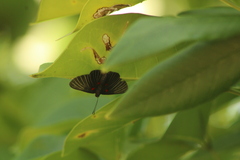 Melanis cephise