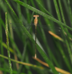 Lestes sigma