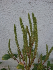 Amaranthus viridis