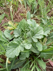 Brassica napus