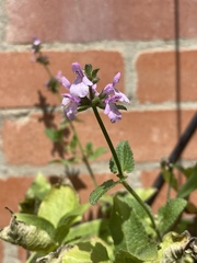 Stachys bogotensis