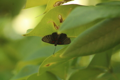 Melanis cephise