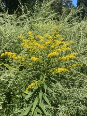 Solidago altissima