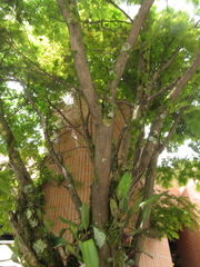 Cenostigma pluviosum