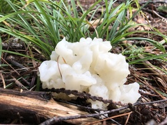 Sebacina sparassoidea