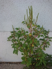 Amaranthus viridis