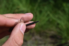 Somatochlora semicircularis