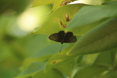 Melanis cephise