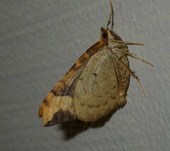 Eulithis populata