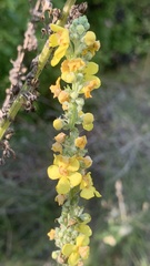 Verbascum lychnitis
