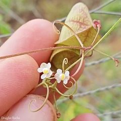 Cardiospermum corindum