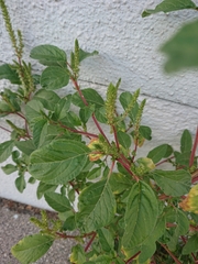 Amaranthus viridis