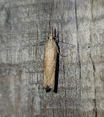 Neodactria luteolellus