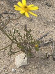 Senecio glaucus