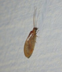 Neuroptera