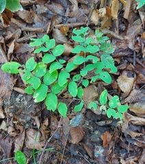 Astragalus glycyphyllos