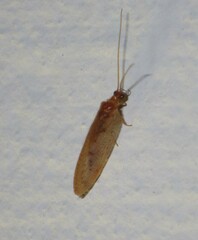 Neuroptera
