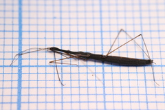 Hydrometra stagnorum