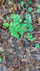 Astragalus glycyphyllos