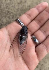 Diceroprocta digueti