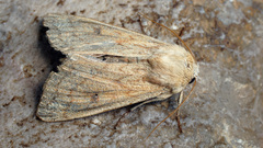Mythimna vitellina