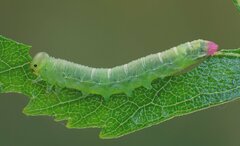 Pristiphora melanocarpa