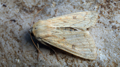 Mythimna vitellina