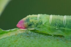 Pristiphora melanocarpa