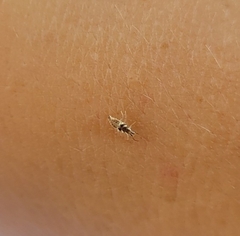 Chrysoperla rufilabris