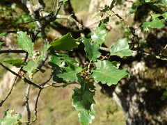 Quercus faginea