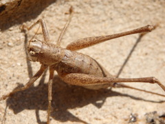 Antaxius spinibrachius