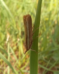 Agriphila