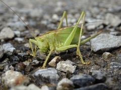 Tettigonia cantans