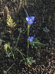 Commelina dianthifolia