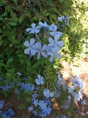 Plumbago auriculata