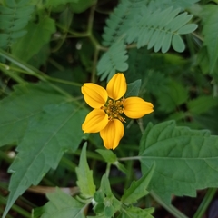 Sclerocarpus divaricatus