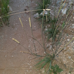 Phleum phleoides