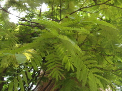 Cenostigma pluviosum