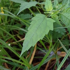Sclerocarpus divaricatus