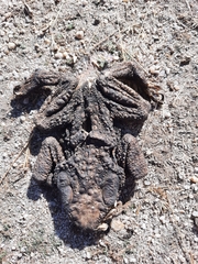 Bufo spinosus