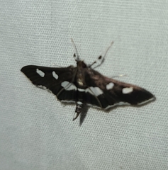 Desmia funeralis