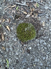 Bryum argenteum