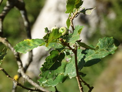Quercus faginea
