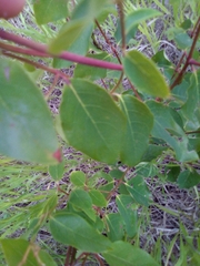 Apocynum androsaemifolium
