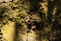 Nannotrigona perilampoides